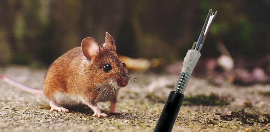 Rat-proof cable Rat-proof cable